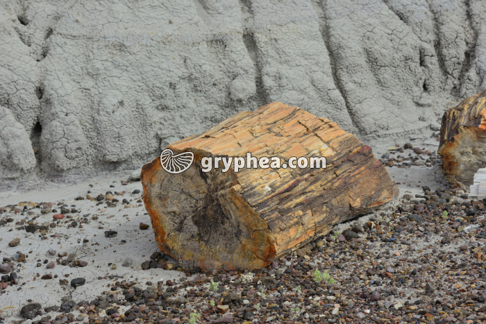 Fragment de tronc pétrifié mis à nu par l'érosion (Araucarioxylon arizonicum) - gryphea.com